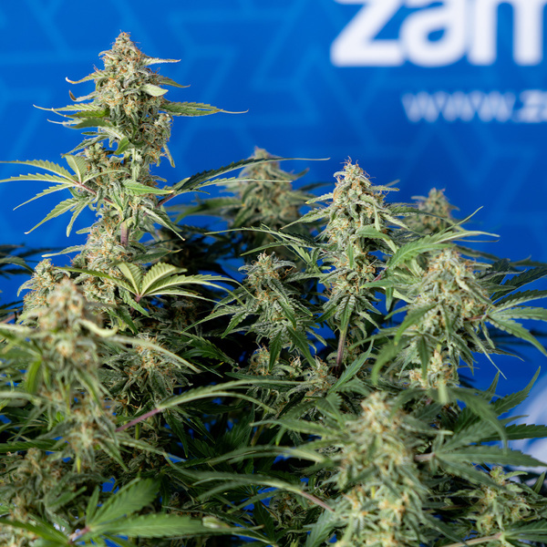 Green Cure CBD F1 Autoflower (Zamnesia Seeds) Feminisoidut