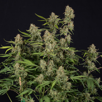 Green Cure CBD F1 Autoflower (Zamnesia Seeds) Feminisoidut