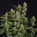 Green Cure CBD F1 Autoflower (Zamnesia Seeds) Feminisoidut