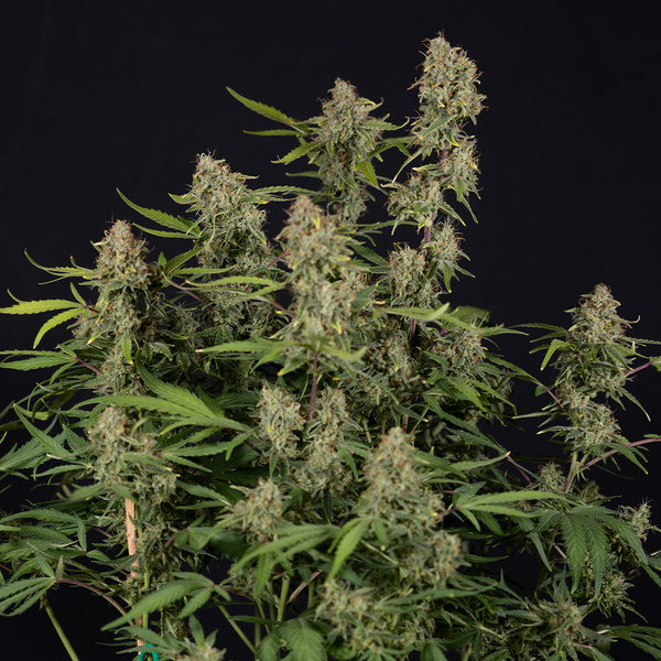 Green Cure CBD F1 Autoflower (Zamnesia Seeds) Feminisoidut