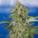 Green Cure CBD F1 Autoflower (Zamnesia Seeds) Feminisoidut