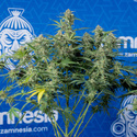 Green Cure CBD F1 Autoflower (Zamnesia Seeds) Feminisoidut