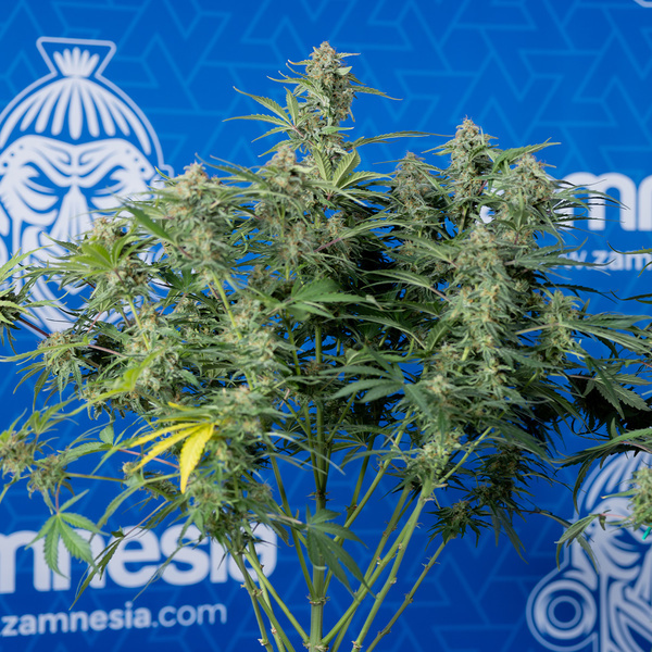 Green Cure CBD F1 Autoflower (Zamnesia Seeds) Feminisoidut