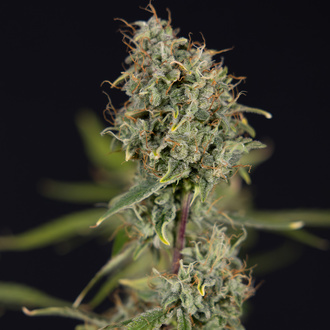 Green Cure CBD F1 Autoflower (Zamnesia Seeds) Feminisoidut