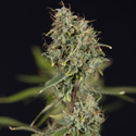 Green Cure CBD F1 Autoflower (Zamnesia Seeds) Feminisoidut
