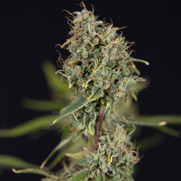 Green Cure CBD F1 Autoflower (Zamnesia Seeds) Feminisoidut