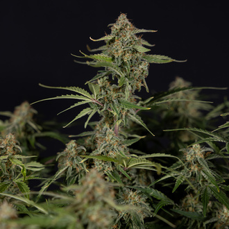 Green Cure CBD F1 Autoflower (Zamnesia Seeds) Feminisoidut