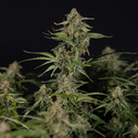 Green Cure CBD F1 Autoflower (Zamnesia Seeds) Feminisoidut