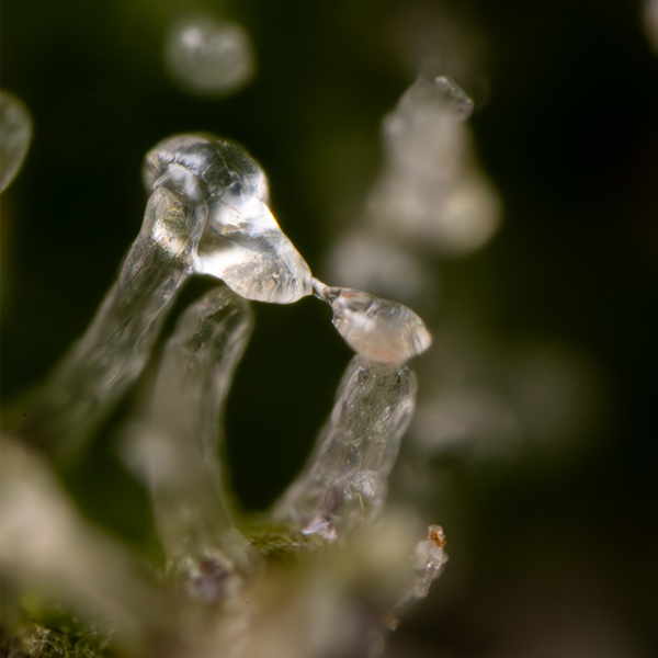 Green Cure CBD F1 Autoflower (Zamnesia Seeds) Feminisoidut
