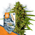 Blue Cheese F1 Autoflower (Zamnesia Seeds) Feminisoidut