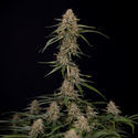 Blue Cheese F1 Autoflower (Zamnesia Seeds) Feminisoidut