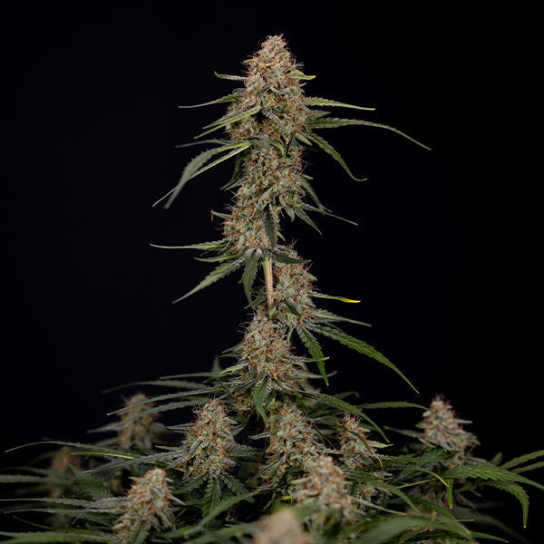 Blue Cheese F1 Autoflower (Zamnesia Seeds) Feminisoidut