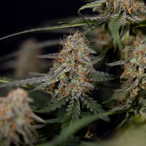 Blue Cheese F1 Autoflower (Zamnesia Seeds) Feminisoidut