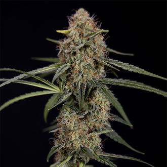 Blue Cheese F1 Autoflower (Zamnesia Seeds) Feminisoidut