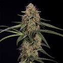 Blue Cheese F1 Autoflower (Zamnesia Seeds) Feminisoidut