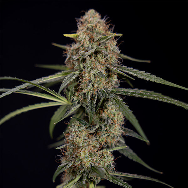 Blue Cheese F1 Autoflower (Zamnesia Seeds) Feminisoidut
