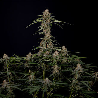 Blue Cheese F1 Autoflower (Zamnesia Seeds) Feminisoidut