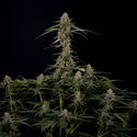 Blue Cheese F1 Autoflower (Zamnesia Seeds) Feminisoidut