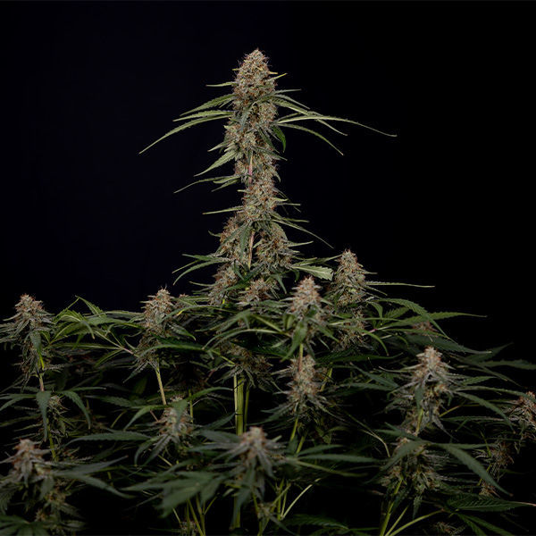 Blue Cheese F1 Autoflower (Zamnesia Seeds) Feminisoidut