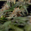 Blue Cheese F1 Autoflower (Zamnesia Seeds) Feminisoidut