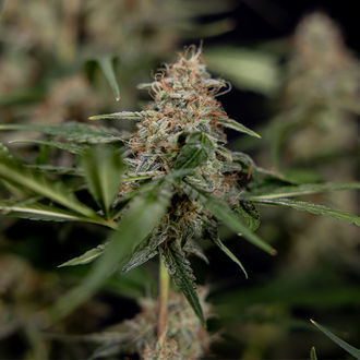 Blue Cheese F1 Autoflower (Zamnesia Seeds) Feminisoidut