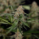 Blue Cheese F1 Autoflower (Zamnesia Seeds) Feminisoidut