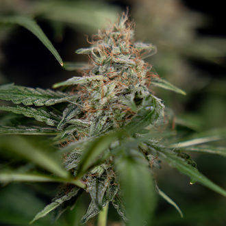 Blue Cheese F1 Autoflower (Zamnesia Seeds) Feminisoidut