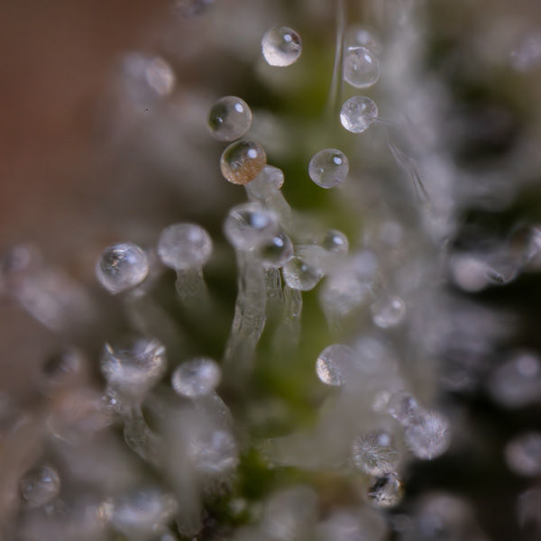 Blue Cheese F1 Autoflower (Zamnesia Seeds) Feminisoidut