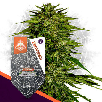 White Widow F1 Autoflower (Zamnesia Seeds) Feminisoidut