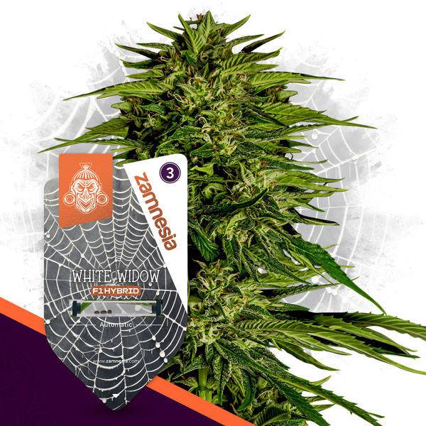 White Widow F1 Autoflower (Zamnesia Seeds) Feminisoidut