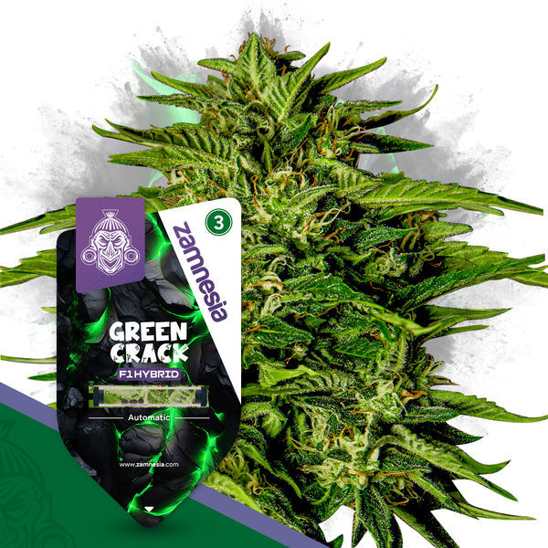 Green Crack F1 Autoflower (Zamnesia Seeds) Feminisoidut