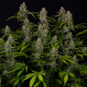 Green Crack F1 Autoflower (Zamnesia Seeds) Feminisoidut