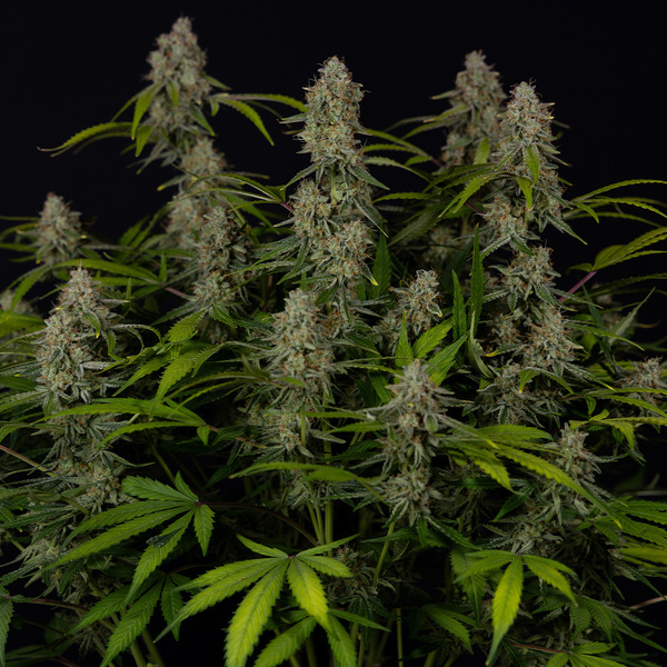Green Crack F1 Autoflower (Zamnesia Seeds) Feminisoidut