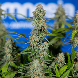 Green Crack F1 Autoflower (Zamnesia Seeds) Feminisoidut