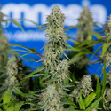Green Crack F1 Autoflower (Zamnesia Seeds) Feminisoidut