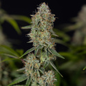 Green Crack F1 Autoflower (Zamnesia Seeds) Feminisoidut