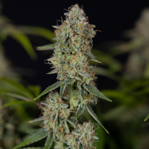 Green Crack F1 Autoflower (Zamnesia Seeds) Feminisoidut