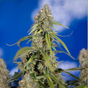Green Crack F1 Autoflower (Zamnesia Seeds) Feminisoidut