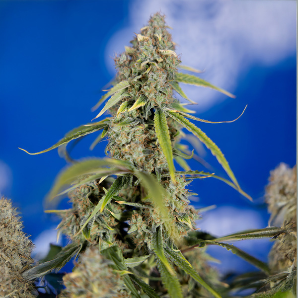 Green Crack F1 Autoflower (Zamnesia Seeds) Feminisoidut