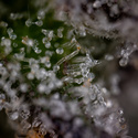 Green Crack F1 Autoflower (Zamnesia Seeds) Feminisoidut