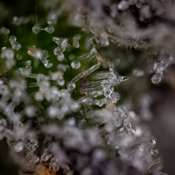Green Crack F1 Autoflower (Zamnesia Seeds) Feminisoidut