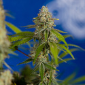 Green Crack F1 Autoflower (Zamnesia Seeds) Feminisoidut