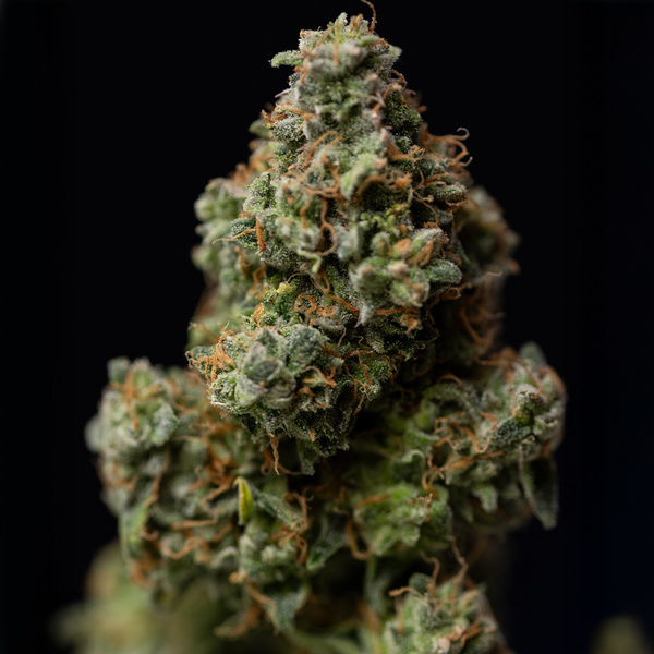 Green Crack F1 Autoflower (Zamnesia Seeds) Feminisoidut