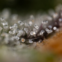 Green Crack F1 Autoflower (Zamnesia Seeds) Feminisoidut