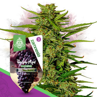 Grape Ape F1 Automatic (Zamnesia Seeds) feminisoidut