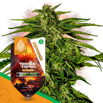 Pineapple Express F1 Autoflower (Zamnesia Seeds) Feminisoidut