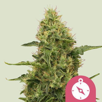 Northern Light (Royal Queen Seeds) feminisoidut kannabiksen siemenet