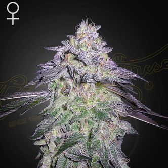 Nori Cake (Greenhouse Seeds) feminisoidut kannabiksen siemenet