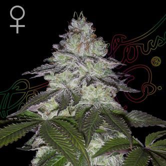 Milky Dreams (Greenhouse Seeds) feminisoidut kannabiksen siemenet