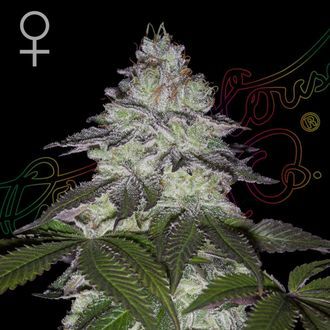 Milky Dreams (Greenhouse Seeds) Feminisoidut